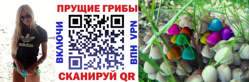 Псилоцибиновые грибы Psilocybe Красный Холм